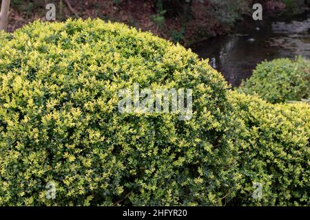 Scatola comune, scatola europea, o arbusto sempreverde di bosso potato nel giardino. Buxus sempervirens topiary. Cultivar variegato. Foto Stock