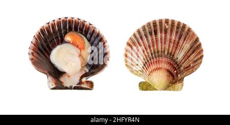Molluschi di cuoio capelluto variegati nel guscio isolato su bianco. Chlamys varia Foto Stock