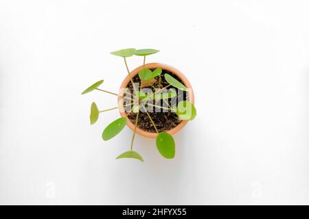Vista dall'alto di una Pilea pepperomioides in vaso, pianta cinese di denaro o pianta di pancake in una pentola rotonda di ceramica su una superficie bianca o sfondo. Foto Stock