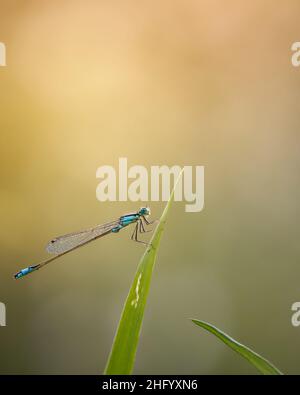 La scarsa damselfly dalla coda blu o il piccolo bluetail Foto Stock
