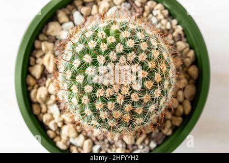 Vista dall'alto del cactus Mammillaria Crinita macro. Casalinga succulente Mammillaria Wildii cresce in una pentola verde fiore. Prickly in vaso pianta. Florismo interno Foto Stock