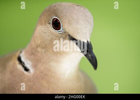 Colava eurasiatica (Streptopelia decaotto), ritratto. Foto Stock