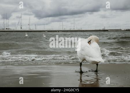 In piedi cigno si nasconde sentire la testa sulla costa del mar Baltico tempestoso durante la giornata nuvolosa Foto Stock