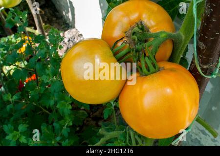 I pomodori gialli crescono a grappoli in giardino Foto Stock