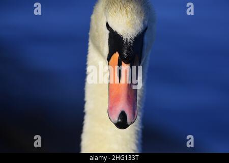 Disattiva i cigni su un lago scozzese Foto Stock