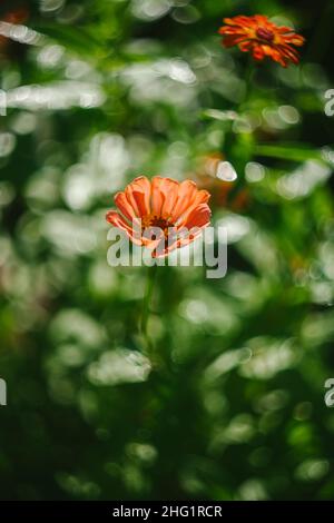 Fiori di Zinnia arancio crescono nel Giardino Foto Stock