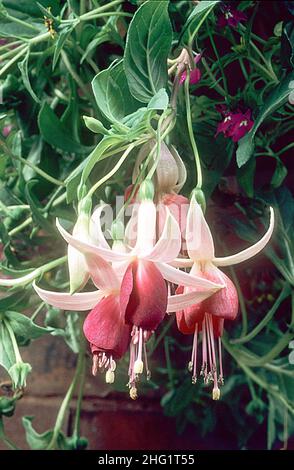 Primo piano di Fuchsia fiamma frostata con tre fiori e germogli. Una sola fuchsia trainata che è una gara perenne e gelo decidua. Foto Stock