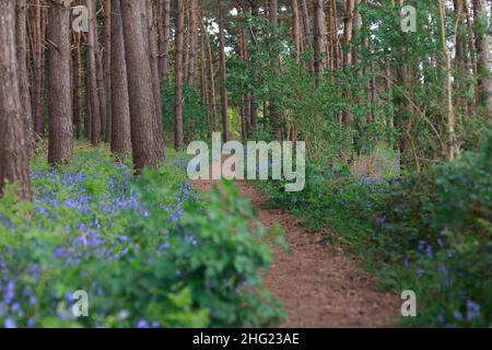 Spring Bluebell Wood Trail in Inghilterra Gran Bretagna Foto Stock