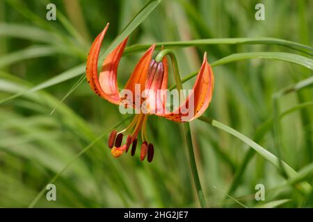 Turk's Cap Lily, Lilium superbum; chiamato anche Michigan Lily, fiori selvatici presso Point Beach state Forest, Wisconsin, USA Foto Stock