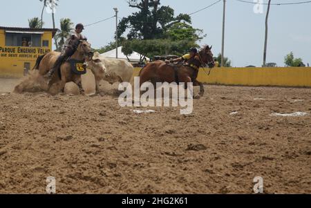 conde, bahia, brasile - 7 gennaio 2022: I cowboy partecipano ad un campionato di Vaquejada nella città di Conde. L'evento è una tradizione culturale in NOR Foto Stock