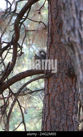 Un piccolo scoiattolo grigio della California si siede su un ramo di un pino che mangia una noce. Foto Stock