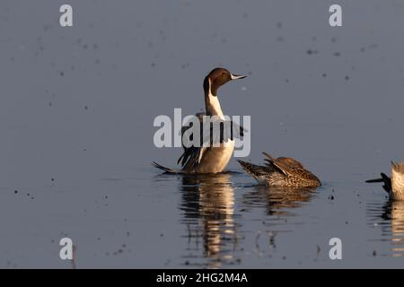 Northern Pintail drake, Anas acuta, stende le sue ali sulla tranquilla superficie di una zona umida d'acqua dolce nella San Joaquin Valley in California. Foto Stock