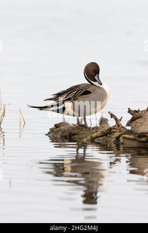 Un drago di Northern Pintail, Anas acuta, si pone su un diario in una zona umida del Merced National Wildlife Refuge della California. Foto Stock