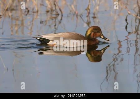 Un'anatra del birrificio di drake, un ibrido del gadwall del mallard x, è una fotografia rara in condizioni selvagge. Merced NWR, San Joaquin Valley, California. Foto Stock