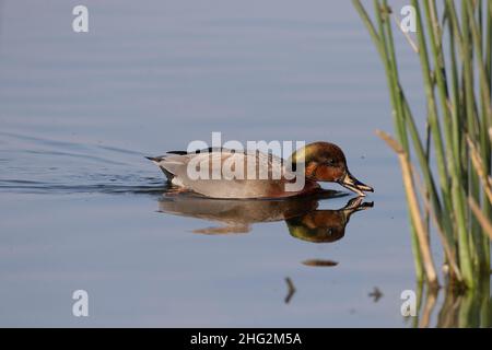 Un raro birrificio d'anatra (un ibrido mallard x gadwall) nuota attraverso l'habitat delle paludi nel Merced National Wildlife Refuge della California. Foto Stock