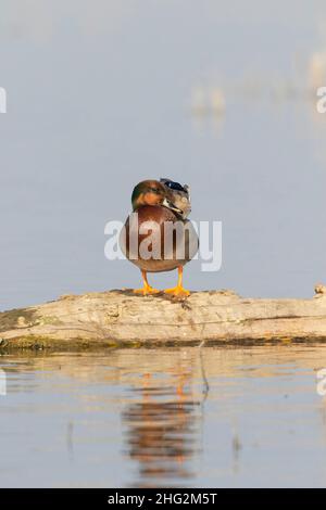 Un raro e unico birrificio's Duck drake è un ibrido tra un mallardo, Anas platyrhynchos, e gadwall, Anas strepera. Foto Stock