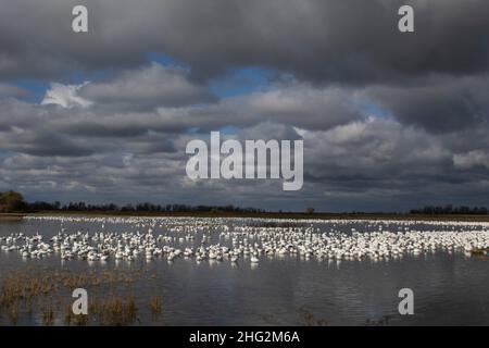 Un grande gregge di oche di Ross, Chen rossii, che riposa in un santuario delle zone umide al Merced National Wildlife Refuge della California in una giornata di tempesta. Foto Stock