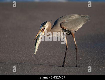 Ottimo airone blu a caccia/pesca di serpenti e pesci in Florida Foto Stock