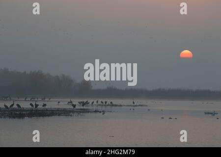 Le gru minori di Sandhill, Grus canadensis, utilizzano un sito di torrefazione delle paludi su un'alba appannata sopra il Merced NWR, CA. Foto Stock