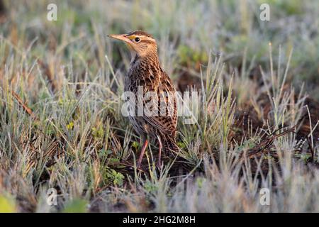 Un Meadowlark occidentale, Sturnella trascurecta, si pone all'alba in una prateria dewey, nella riserva naturale nazionale di San Luis in California. Foto Stock