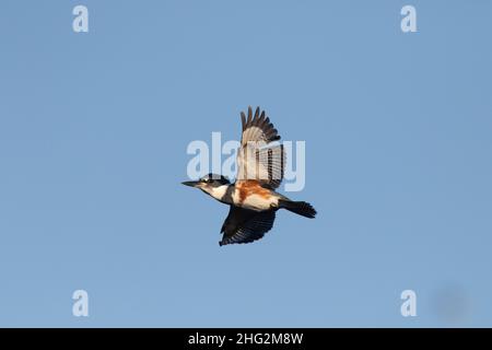 Una donna adulta Belted Kingfisher, Ceryle alcyon, mostra il suo piumaggio volare sopra le praterie della California Ecological Area. Foto Stock