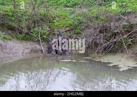 Un trio di giovani lontre fluviali, Lutra canadensis, entra in un canale di irrigazione nella San Joaquin Valley della California. Foto Stock
