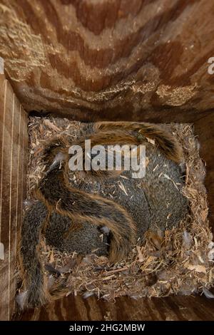 Una lettiera di scoiattoli della volpe orientale, Sciurus niger, sono stati prodotti in una scatola artificiale per nido di legno Ducks, Aix spugsa, Stanislaus Co, CA. Foto Stock