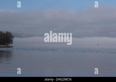Una fogbank mattutina passa sopra o'Neil Forebay della California, con barche da pesca e anatre in vista. Foto Stock