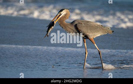 Ottimo airone blu a caccia/pesca di serpenti e pesci in Florida Foto Stock