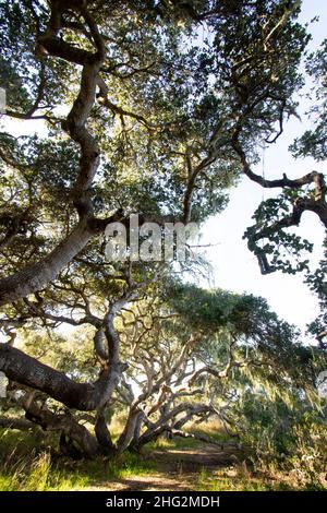 Un sentiero panoramico si snoda attraverso querce di 800 anni nella Los Osos Oaks state Reserve, Los Osos, California. Foto Stock