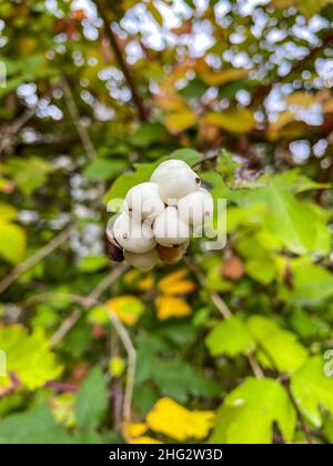 L'acino comune (Symphoricarpos albus) è una specie di pianta fiorente della famiglia delle nido d'ape. È originaria del Nord America, dove si verifica acro Foto Stock