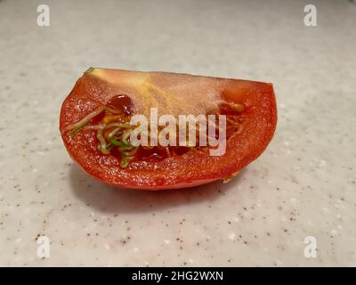 Alcune cause di germogliare di semi nei pomodori sono deposito lungo a temperature fredde (sotto 55 gradi), essendo troppo maturo, carenza di potassio, su fertil Foto Stock
