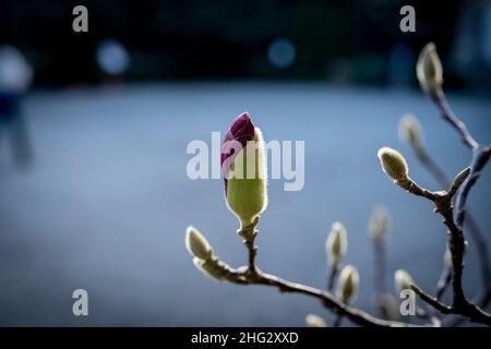 Primi piani di fiori sugli alberi di Magnolia nel mese di gennaio (Saucer Magnolia) Foto Stock