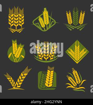 Spighe e punte di cereali. Icone vettoriali di grano, segale, orzo, riso e miglio. Spikelets gialli e verdi di piante di cereali con grani maturi e semi Illustrazione Vettoriale