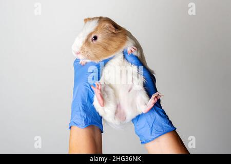 Le mani del veterinario in guanti medici blu che tengono porcellino d'India. Controllare. Concetto di cura dei vet. Foto Stock