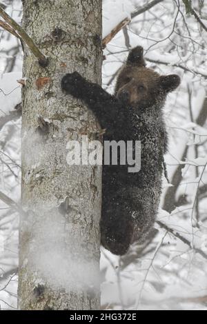 Orso bruno (Ursus arctos) nella foresta in inverno. Monti Bieszczady, Carpazi, Polonia. Foto Stock