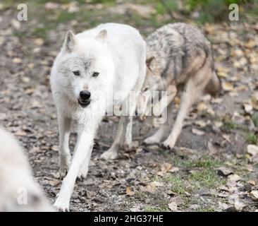 Lupi artici -Canis lupus artos- in cattività. Primo piano di un lupo artico bianco. Foto di viaggio, messa a fuoco selettiva, senza persone Foto Stock