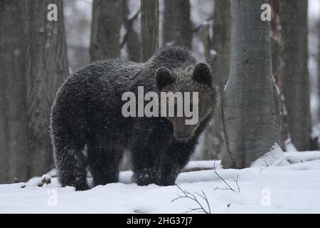 Orso bruno (Ursus arctos) nella foresta in inverno. Monti Bieszczady, Carpazi, Polonia. Foto Stock