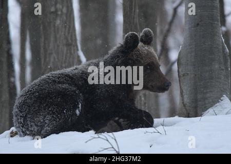 Orso bruno (Ursus arctos) nella foresta in inverno. Monti Bieszczady, Carpazi, Polonia. Foto Stock