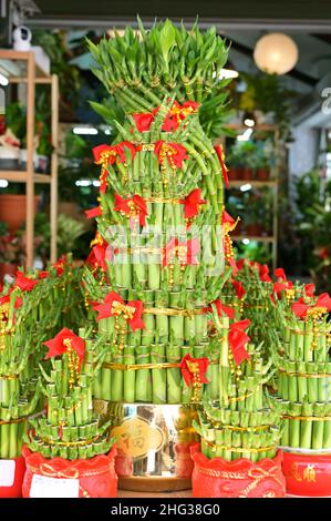 Fortunate piante di bambù (Dracaena sanderiana), abbellite in rosso e oro feng shui colori, simbolizzando fortuna e forza, per il Capodanno cinese Foto Stock