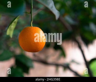 Primo piano di un arancio sospeso verso il basso da un ramo su uno sfondo sfocato giardino Foto Stock