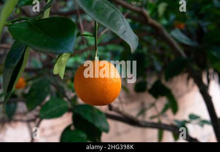 Primo piano di un arancio sospeso verso il basso da un ramo su uno sfondo sfocato giardino Foto Stock