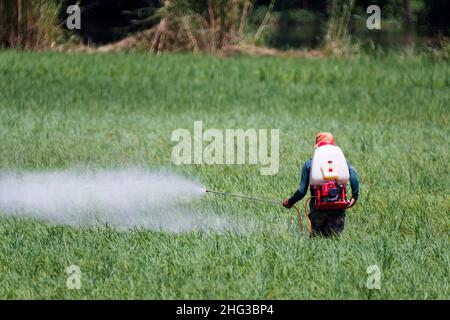 Agricoltore la spruzzatura di pesticidi sul campo di riso Foto Stock