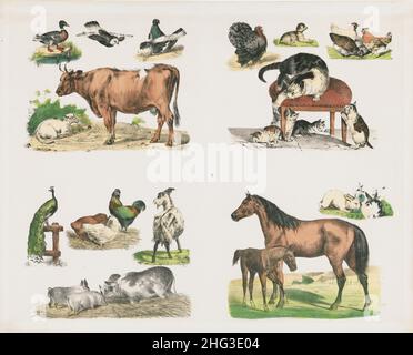 Le illustrazioni a colori del 19th secolo di animali domestici. 1835 illustrazioni del 19th secolo di animali domestici e uccelli: Anatre, piccioni, turchia, c Foto Stock