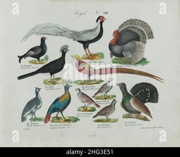 Disegni vintage a colori di uccelli n. XIII. Germania, 1836 (by Linnaeus classification, 1758) Foto Stock