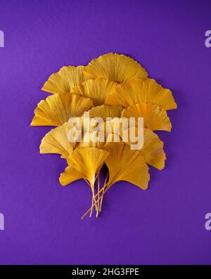 Pianta del periodo Jurassic Ginkgo Biloba. Foglie gialle su fondo lilla molto peri. Foglia autunnale di Ginkgo primo piano. Foto Stock