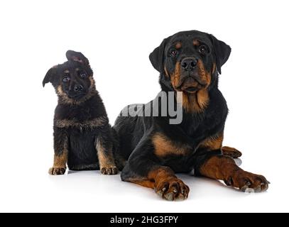 cucciolo pastore tedesco e rottweiler di fronte a sfondo bianco Foto Stock