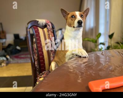 Ritratto di cane basenji affamato seduto al tavolo da pranzo e guardando la tristezza Foto Stock