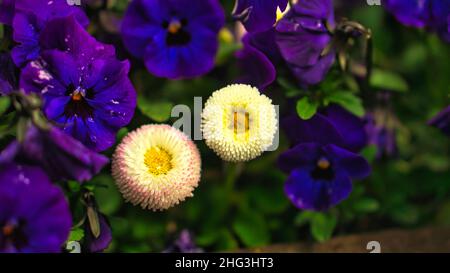 fiori di primavera in diverse varietà decorative piantate. colori potenti brillano dal letto. regali di primavera per l'anima Foto Stock