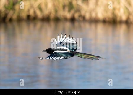 Magpie (Pica pica) in volo, uccello con piumaggio bianco e nero che vola sopra lo stagno di wetland, Regno Unito, durante l'inverno Foto Stock